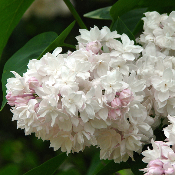 Сирень обыкновенная Красавица Москвы (в тубе)