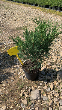 Можжевельник казацкий Хикси