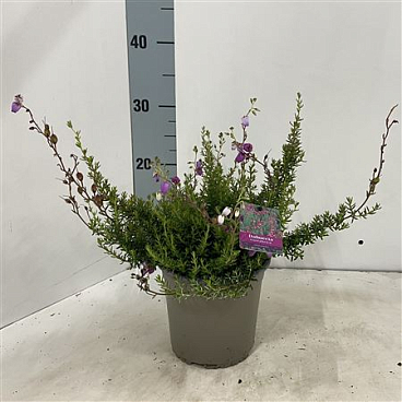Daboecia Cantabrica Atropurpurea