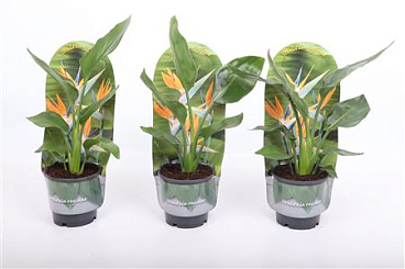 Strelitzia Reginae In Sleeve