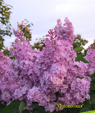 Сирень обыкновенная Флоксовая