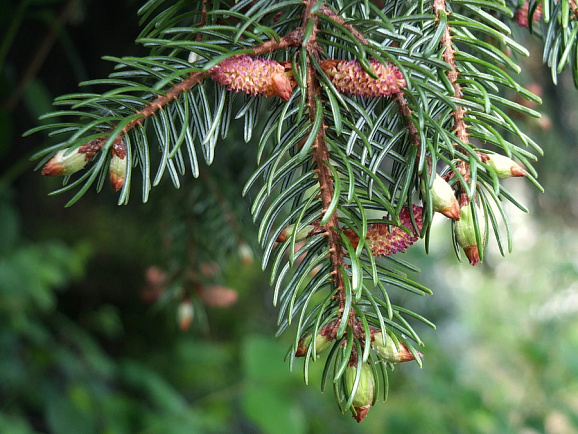 Ель бревера