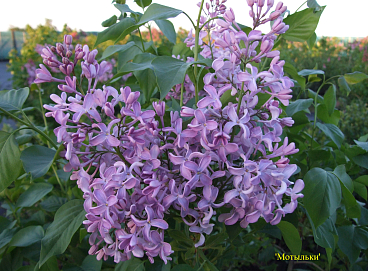 Сирень обыкновенная Мотыльки