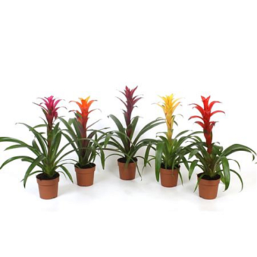 Guzmania Mix