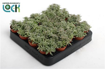 Crassula Silver Spark