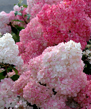 Гортензия метельчатая Сандей Фрайз