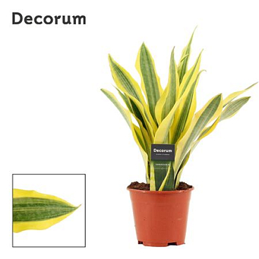 Sansevieria Aubrytiana Yellowstone (decorum)