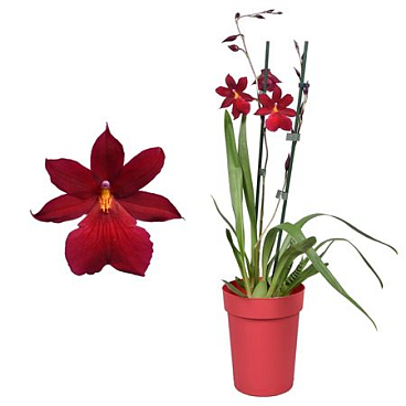 Cambria 2st Nelly Isler Red Velvet In Red Pot