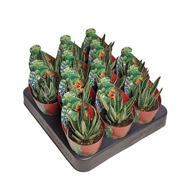 Gasteraloe Spirit Of 88 Potcover