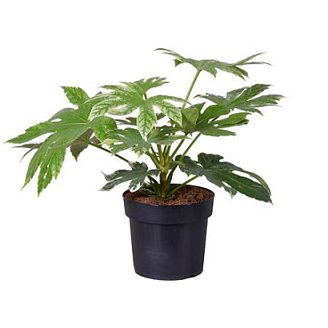 Fatsia Japonica Spider Web