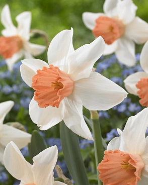 Нарцисс крупнокорончатый Эксент | Оптовая цветочная компания «Флора Групп» Нарцисс крупнокорончатый Эксент