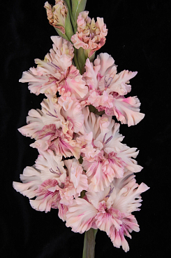 Гладиолус крупноцветковый Тот Самый Мюнхгаузен