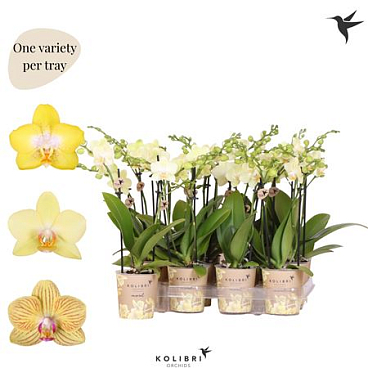 Phal Little Kolibri 2st New Yellow 22+ (ok)