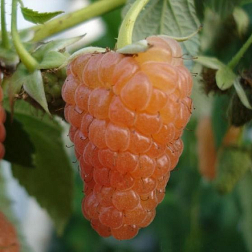 Малина садовая Оранжевое Чудо в тубе