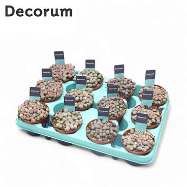 Lithops Mix (decorum)