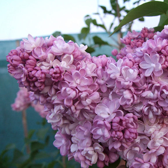 Сирень обыкновенная Котов В.н. (36)