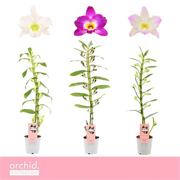 Dendr Nob 1st Mix Orchid Collection
