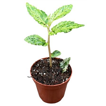 Pellionia Repens Variegata