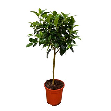 Ficus Australis On Stem