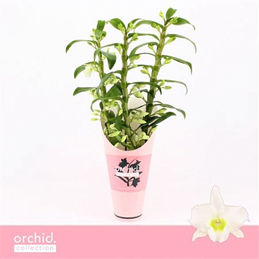 Dendr Nob 3st Apollon Orchid Collect
