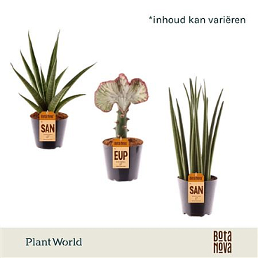 Sansevieria Summerstyle Mix