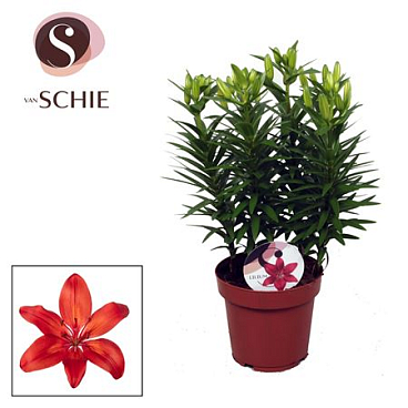 Lilium As Matrix Red 5pp