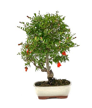 Bonsai Punica Granatum Nana