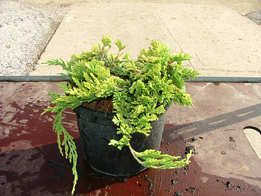 Можжевельник горизонтальный Голден Карпет