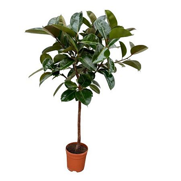 Ficus El Robusta On Stem