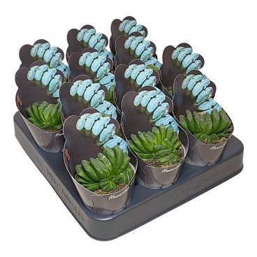 Haworthia Truncata Potcover