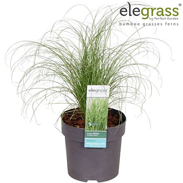 Carex Comans Frosted Curls
