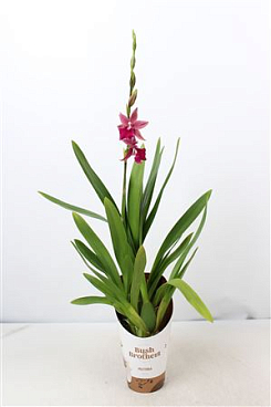 Miltonia 1st