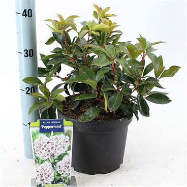 Kalmia Lat Peppermint