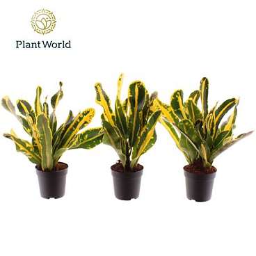 Codiaeum Mammi Yellow Head (decorum)