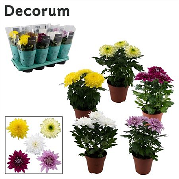 Хризантема зембла микс