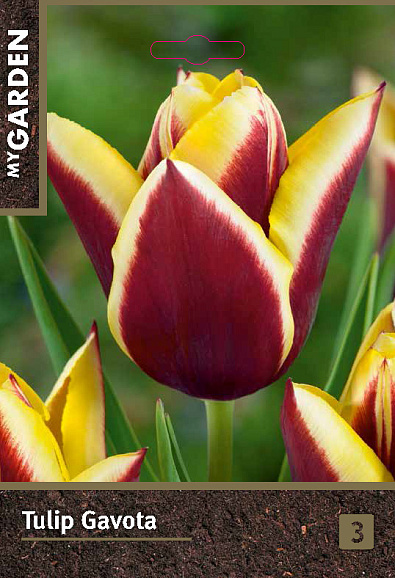Тюльпан триумф Гавота