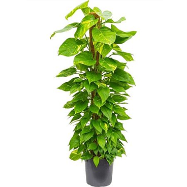 Epipremnum Aureum Mosspole.