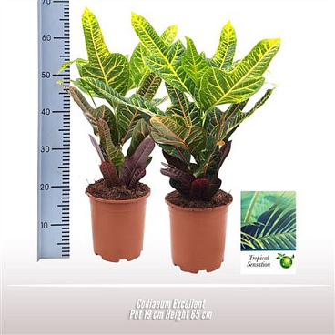 Codiaeum Excellent