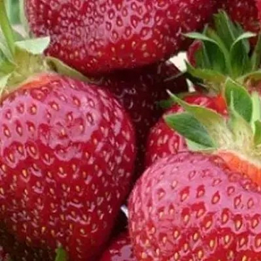 Земляника Вима Тарда