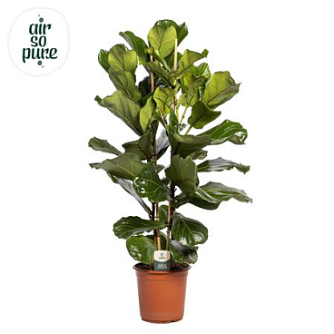 Ficus Lyrata 2pp (air So Pure)
