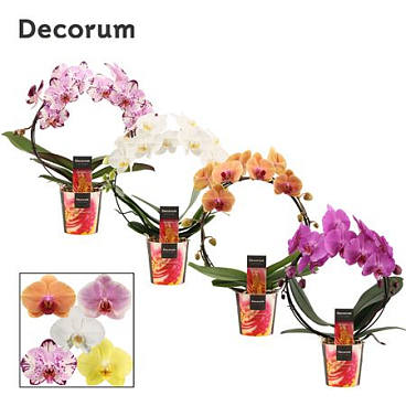 Phal Bow Mix (dec)