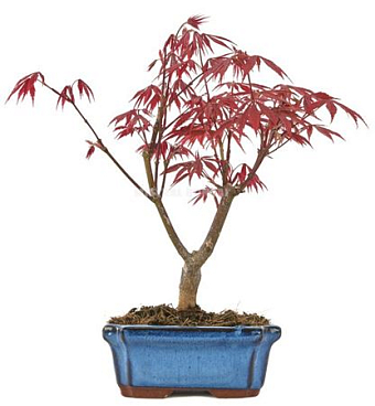 Bonsai Acer Palm Atropurpureum
