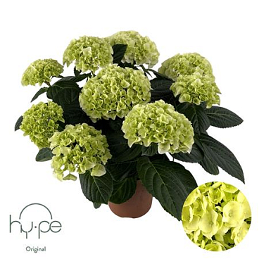 Hydrangea Ma White 7+ (hy-pe)