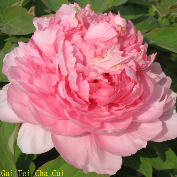 Пион древовидный Императорская Наложница в тубе