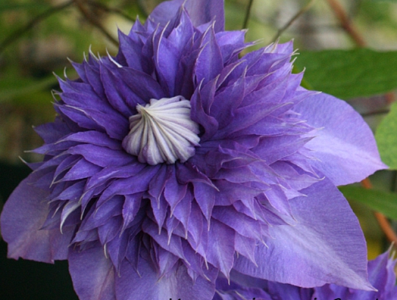 Клематис гибридный Меркури 2