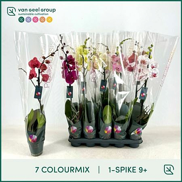 Phal 1st Mix No Yellow 9+ (van Geel)