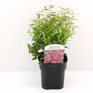 Spiraea Jap Anthony Waterer