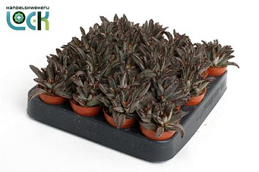 Kalanchoe Tomentosa Dark Tanz