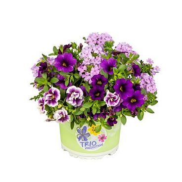 Patio Trio Violet Passion