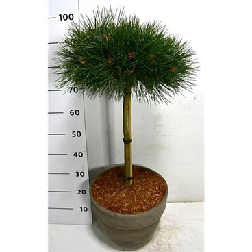 Pinus Strobus Macopin In Terra Cotta